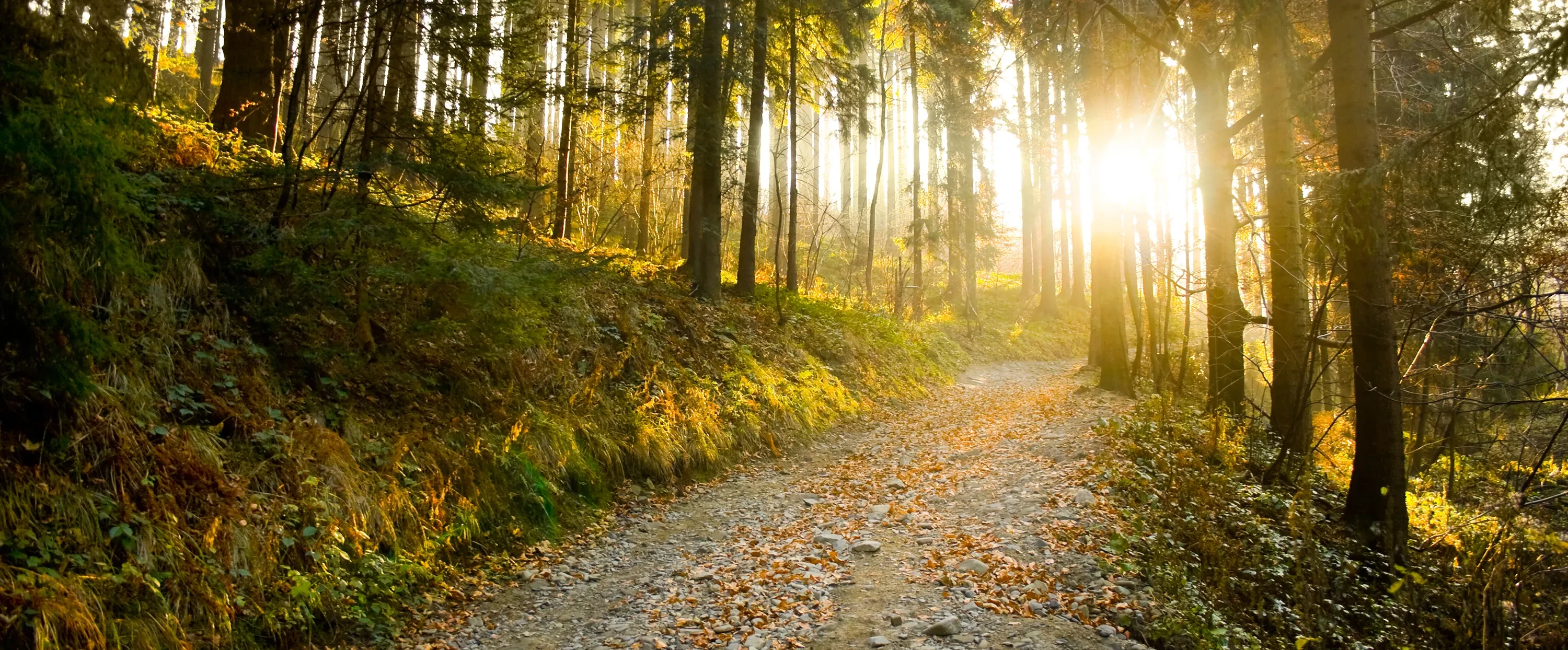 A woodland stone track with the sun shining through the trees